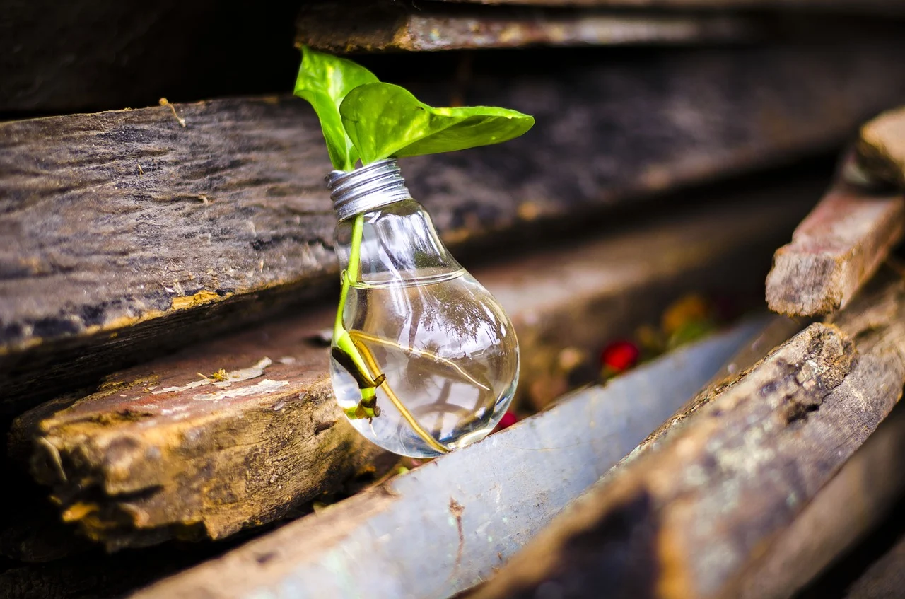 Les initiatives vertes qui changent le monde